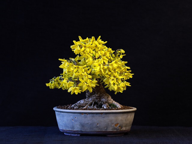 Aranyfa (Forsythia) ültetése, gondozása, szaporítása