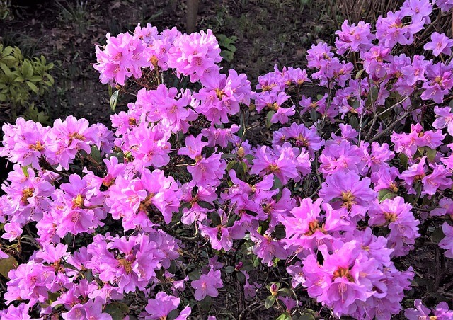 Azálea (Rhododendron simsii) ültetése, gondozása, szaporítása