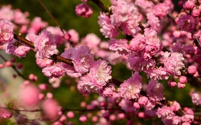 Babarózsa (Prunus triloba Multiplex) ültetése, gondozása, szaporítása