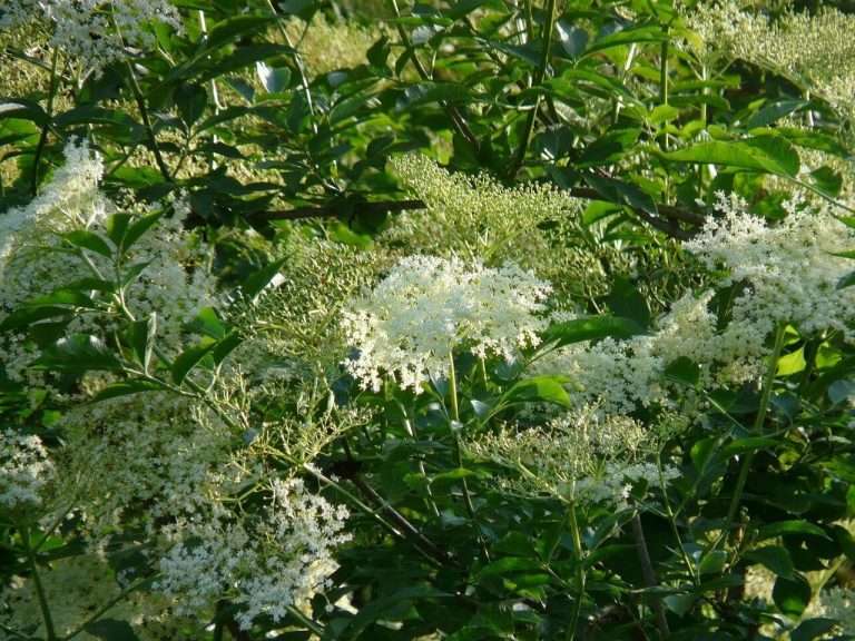 Fekete Bodza (Sambucus nigra) ültetése, gondozása, szaporítása