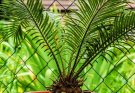 A cikász pálma (Cycas revoluta) ültetése, gondozása, szaporítása