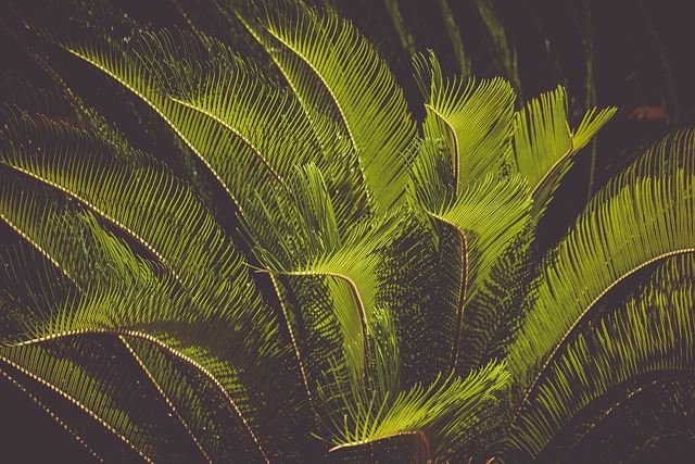 A cikász pálma (Cycas revoluta) ültetése, gondozása, szaporítása