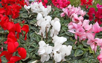Ciklámen (Cyclamen hederifolium) ültetése, gondozása, szaporítása, teleltetése