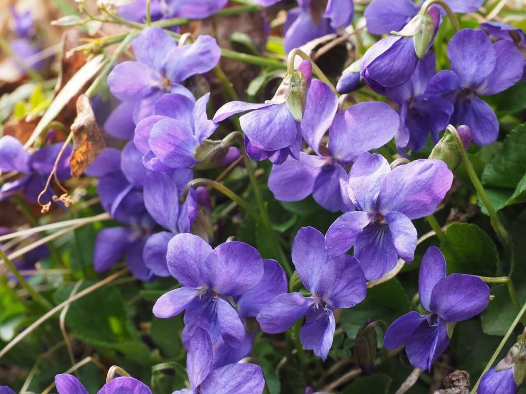 Az illatos ibolya (Viola odorata) ültetése, gondozása, szaporítása