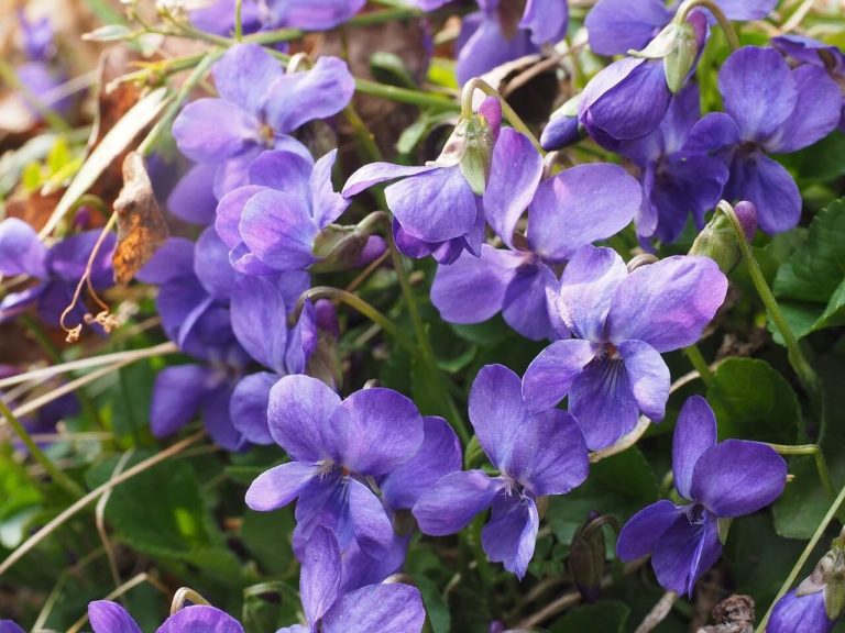 Az illatos ibolya (Viola odorata) ültetése, gondozása, szaporítása