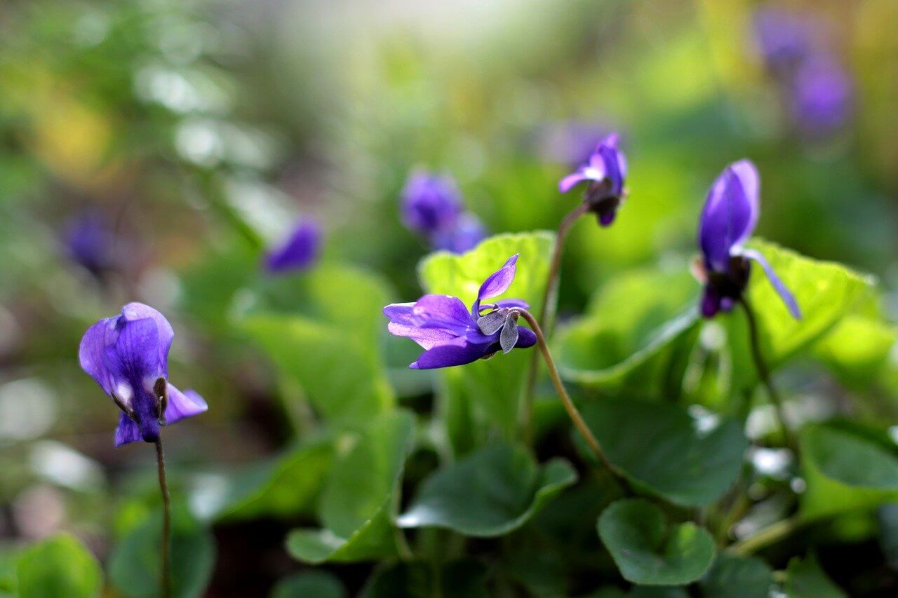 Az illatos ibolya (Viola odorata) ültetése, gondozása, szaporítása