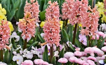 Jácint (Hyacinthus orientalis) ültetése, gondozása, szaporítása