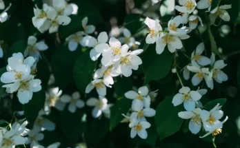 Jázmin (Jasminum polyanthum) ültetése, gondozása, szaporítása
