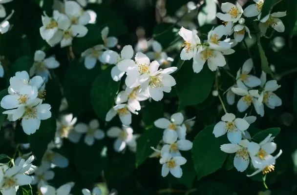 Jázmin (Jasminum polyanthum) ültetése, gondozása, szaporítása