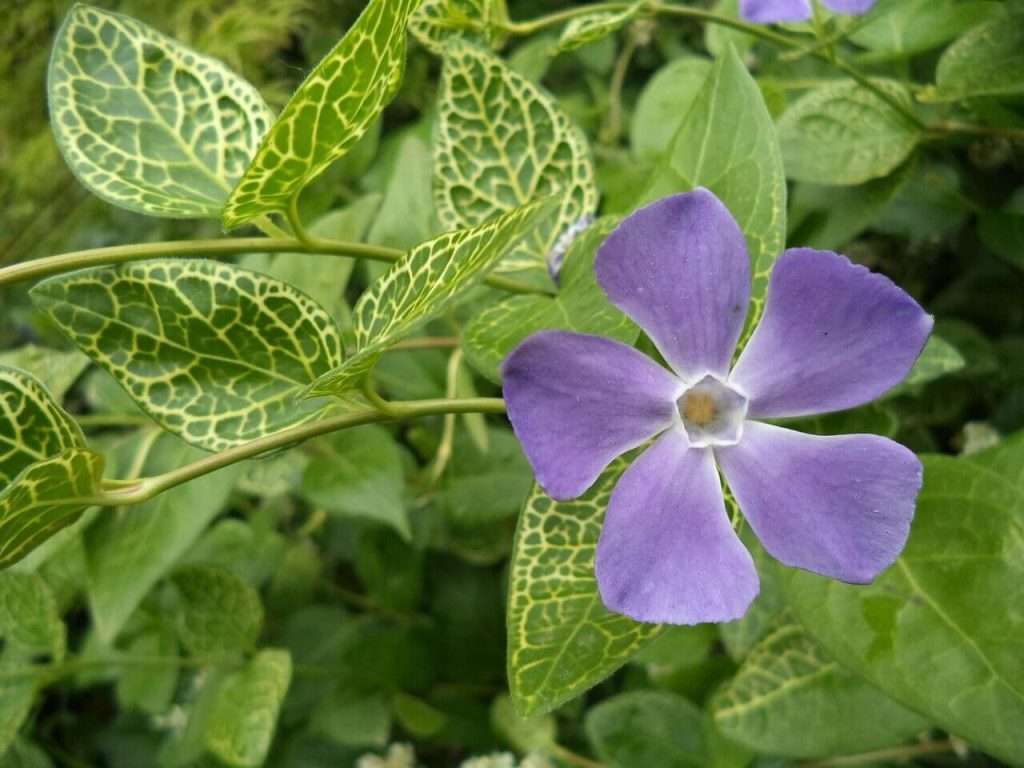 Kis Meténg (Vinca minor) ültetése, gondozása, szaporítása