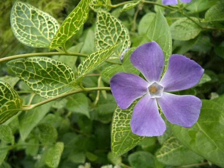 Kis Meténg (Vinca minor) ültetése, gondozása, szaporítása