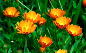 Kerti Körömvirág (Calendula officinalis) ültetése, gondozása, szaporítása