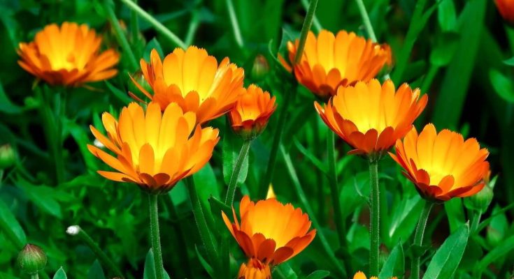 Kerti Körömvirág (Calendula officinalis) ültetése, gondozása, szaporítása