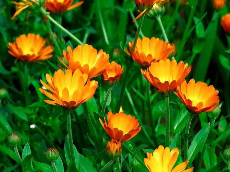 Kerti Körömvirág (Calendula officinalis) ültetése, gondozása, szaporítása