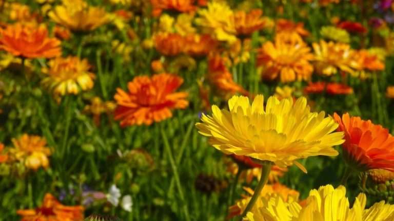 Kerti Körömvirág (Calendula officinalis) ültetése, gondozása, szaporítása