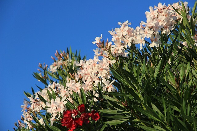 Leander (Nerium oleander) ültetése, gondozása, szaporítása