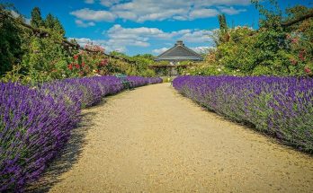 Közönséges Levendula (Lavandula angustifolia) ültetése, gondozása, szaporítása
