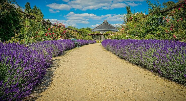 Közönséges Levendula (Lavandula angustifolia) ültetése, gondozása, szaporítása