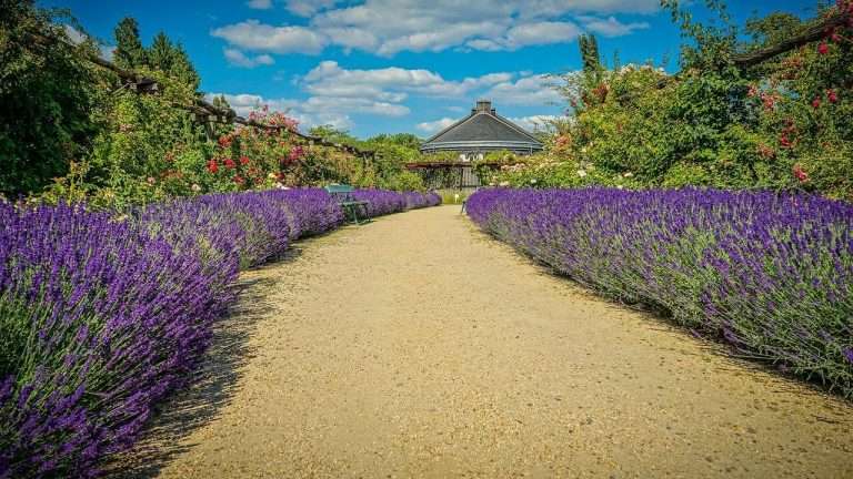 Közönséges Levendula (Lavandula angustifolia) ültetése, gondozása, szaporítása