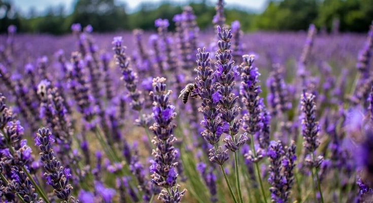 Közönséges Levendula (Lavandula angustifolia) ültetése, gondozása, szaporítása