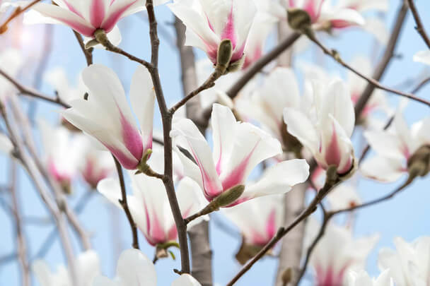 Liliomfa (Magnolia) ültetése, gondozása, szaporítása