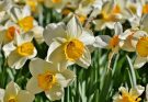 A nárcisz (Narcissus) ültetése, gondozása, szaporítása