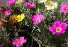 Nagyvirágú Porcsinrózsa (Portulaca grandiflora), kukacvirág ültetése, gondozása, szaporítása