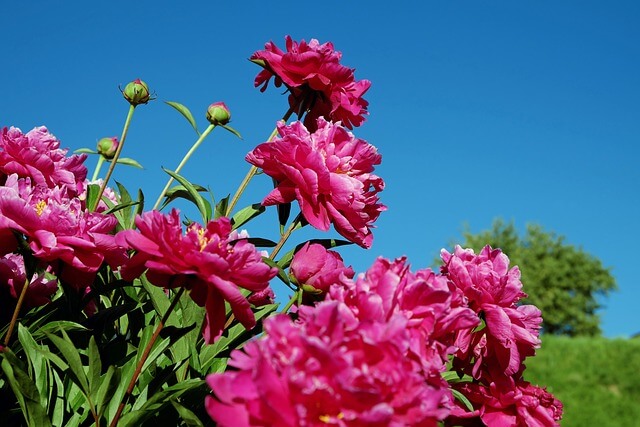 Pünkösdi rózsa (Paeonia officinalis) ültetése, gondozása, szaporítása