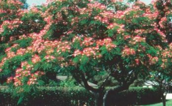 Selyemakác (Albizia julibrissin) ültetése, gondozása, szaporítása