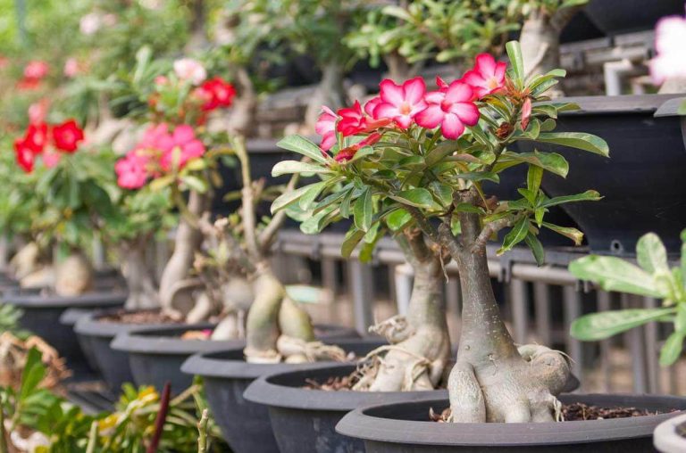 A sivatagi rózsa (Adenium) ültetése, gondozása, szaporítása