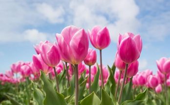 A tulipán (Tulipa) ültetése, gondozása, szaporítása