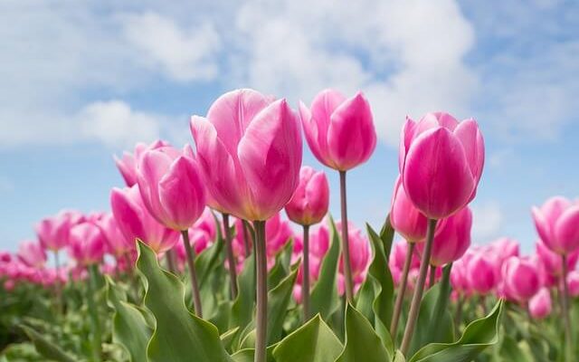 A tulipán (Tulipa) ültetése, gondozása, szaporítása