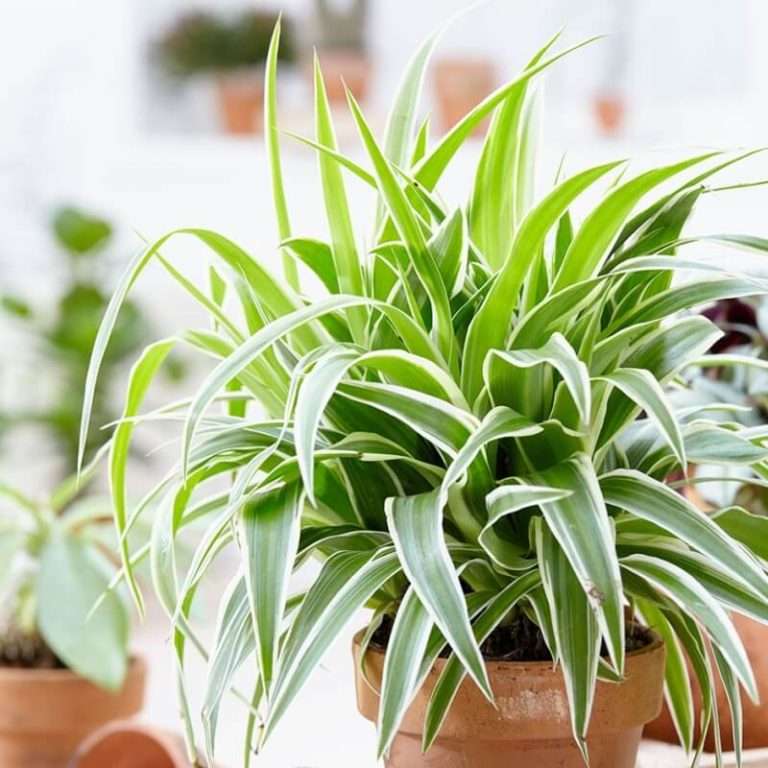Csokrosinda (Chlorophytum comosum) ültetése, gondozása, szaporítása