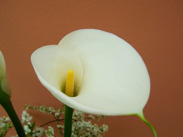 Fehér Kála (Zantedeschia aethiopica) ültetése, gondozása, szaporítása
