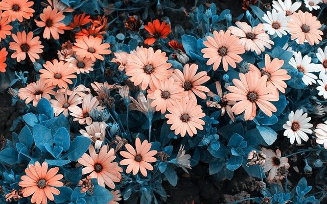 Krizantém (Chrysanthemum) ültetése, gondozása, szaporítása
