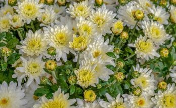 Krizantém (Chrysanthemum) ültetése, gondozása, szaporítása