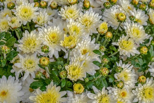 Krizantém (Chrysanthemum) ültetése, gondozása, szaporítása