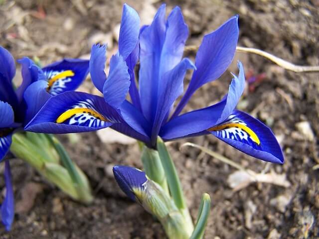 Kék Nőszirom (Iris x germanica) ültetése, gondozása, szaporítása