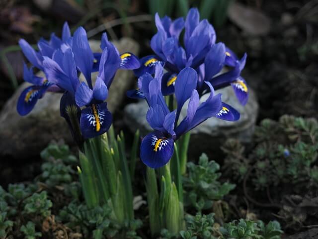 Kék Nőszirom (Iris x germanica) ültetése, gondozása, szaporítása