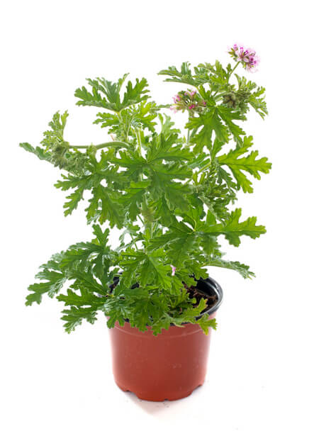 Citromillatú Muskátli (Pelargonium crispum) ültetése, gondozása, szaporítása