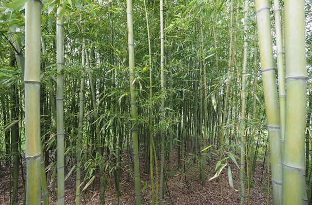 A bambusz (Bambuseae) ültetése, gondozása, szaporítása