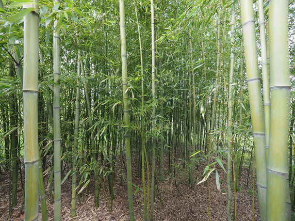 A bambusz (Bambuseae) ültetése, gondozása, szaporítása