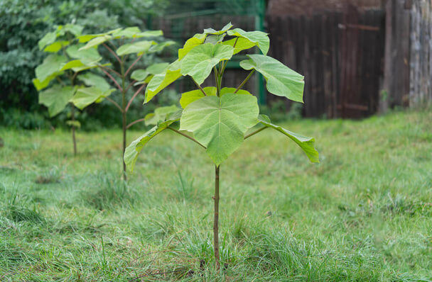 A császárfa (Paulownia) ültetése, gondozása, szaporítása