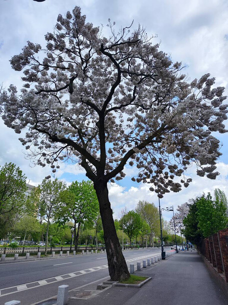 A császárfa (Paulownia) ültetése, gondozása, szaporítása