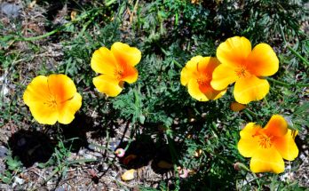 A kaliforniai kakukkmák (Eschscholzia californica) ültetése, gondozása, szaporítása