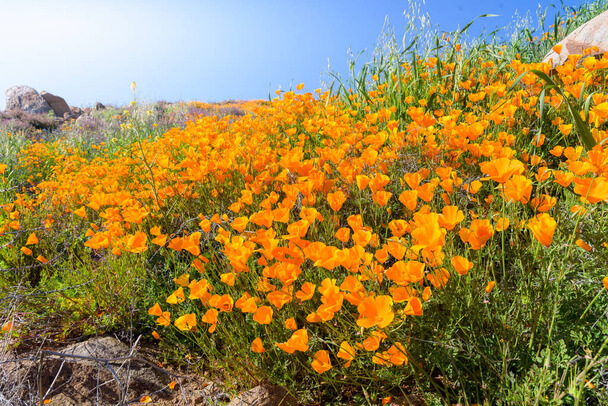 A kaliforniai kakukkmák (Eschscholzia californica) ültetése, gondozása, szaporítása