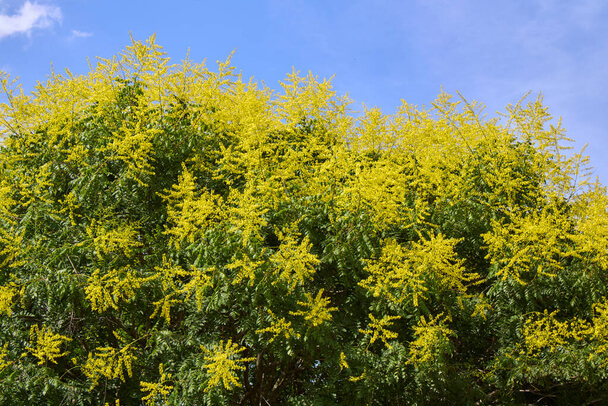 A bugás csörgőfa (Koelreuteria paniculata) ültetése, gondozása, szaporítása
