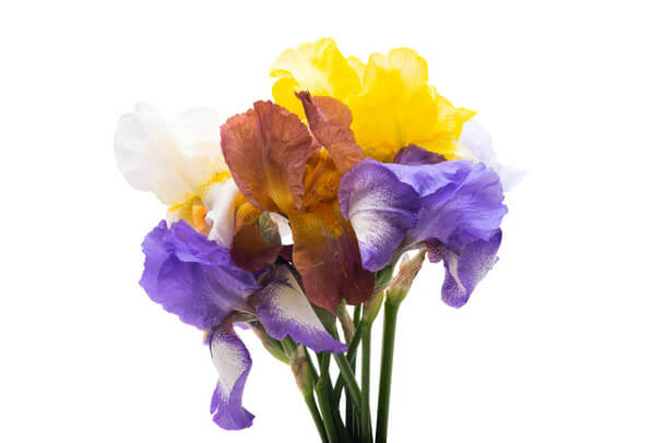 A nőszirom vagy írisz (Iris) ültetése, gondozása, szaporítása