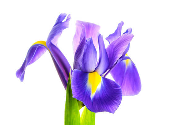 A nőszirom vagy írisz (Iris) ültetése, gondozása, szaporítása