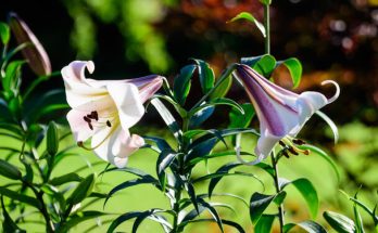 A királyliliom (Lilium regale) ültetése, gondozása, szaporítása